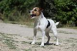 PARSON RUSSEL TERRIER 104